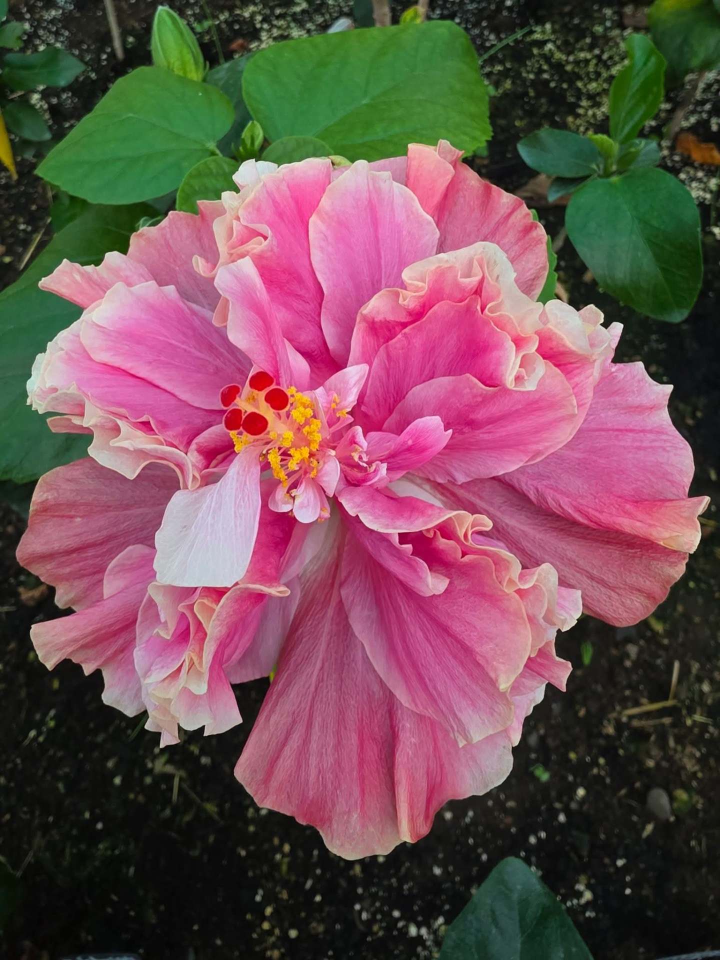 Hibiscus Care Tips hibiscus from Madeira nursery