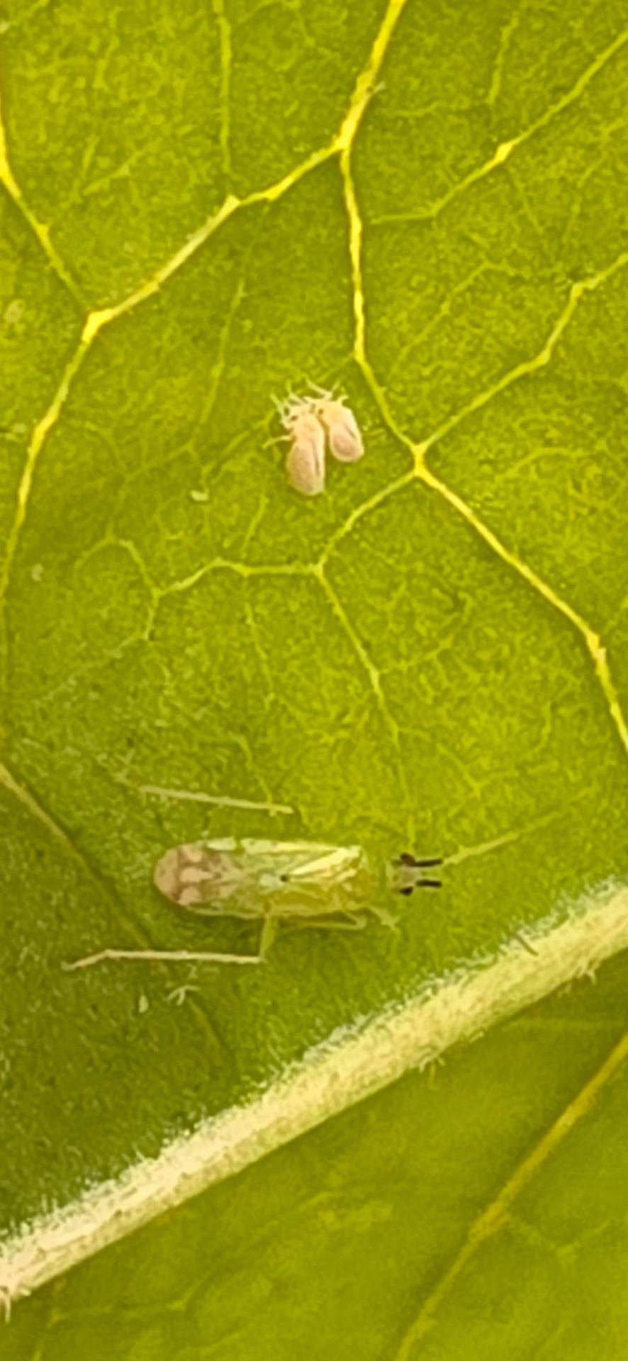 PREDATORY INSECTS AGAINST HIBISCUS PESTS — OUR EXPERIENCE & PRACTICAL ADVICE 🐞🌺 — 2