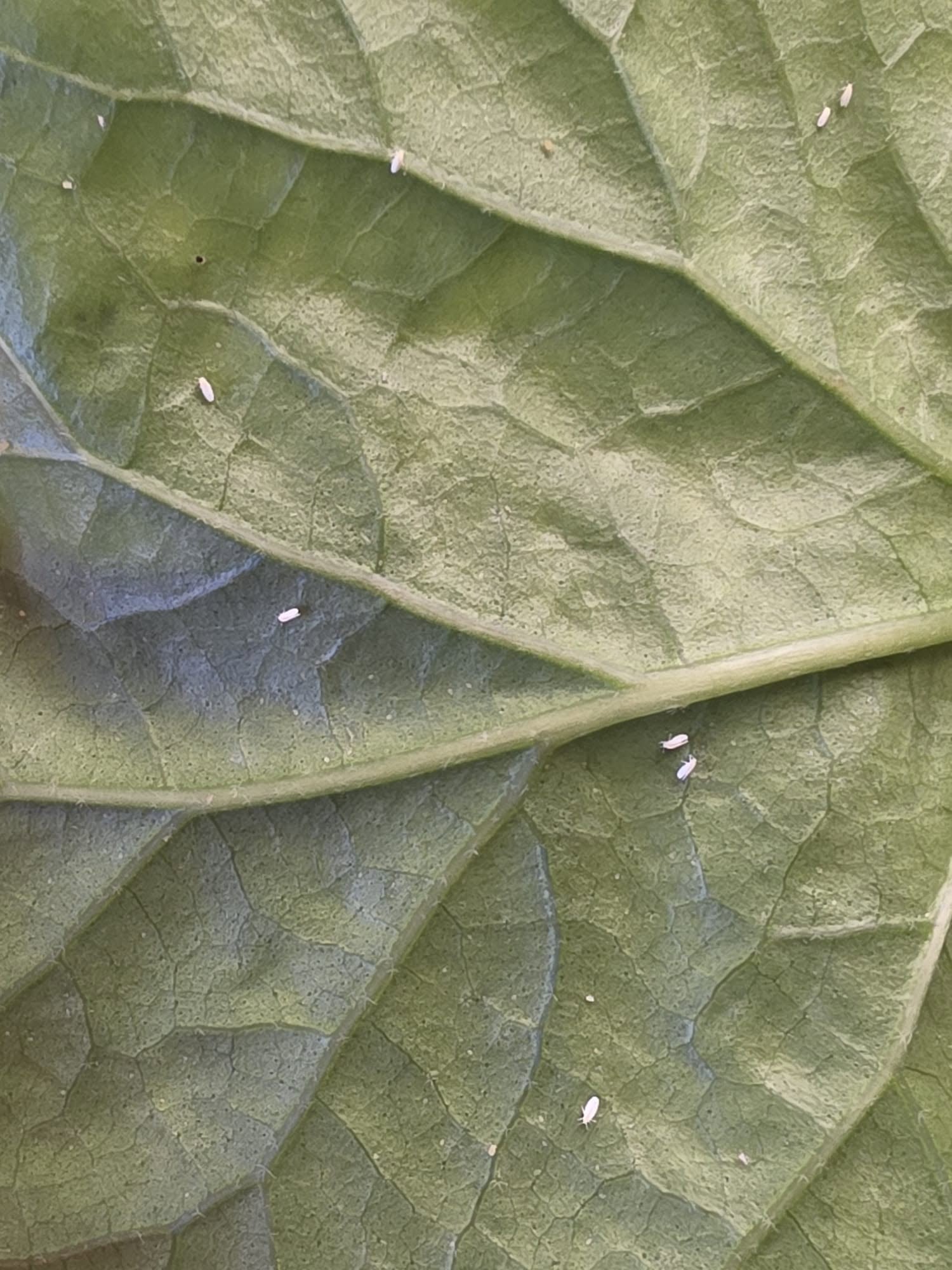 WHITEFLIES ON HIBISCUS: WHY THEY'RE SO HARD TO GET RID OF (AND WHAT REALLY WORKS) 🌺🧐 — 1