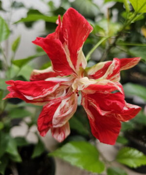 Hibiscus Rosa Sinensis BABTISTII