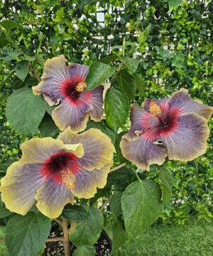 Hibiscus Hybrid BLACK RAINBOW