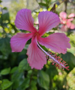 Hibiscus Rosa Sinensis DAINTY PINK