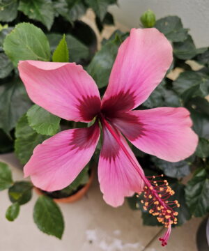 Hibiscus Rosa Sinensis FIJI ISLAND