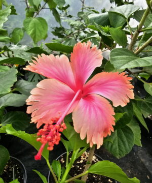 Hibiscus Rosa Sinensis HAWAIIAN SALMON