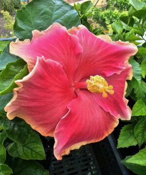 Hibiscus Hybrid HONOLULU LANI