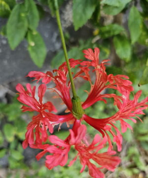 Hibiscus SCHIZOPETALUS