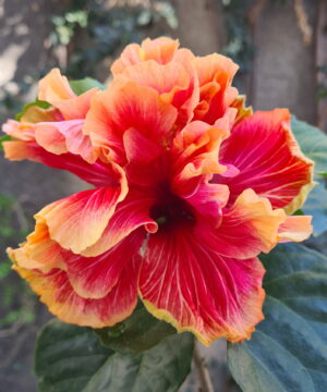 Hibiscus Hybrid STANDING OVATIONS
