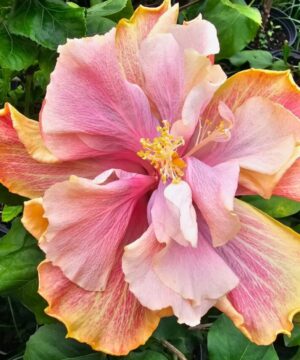 Hibiscus Hybrid NK CASHEW